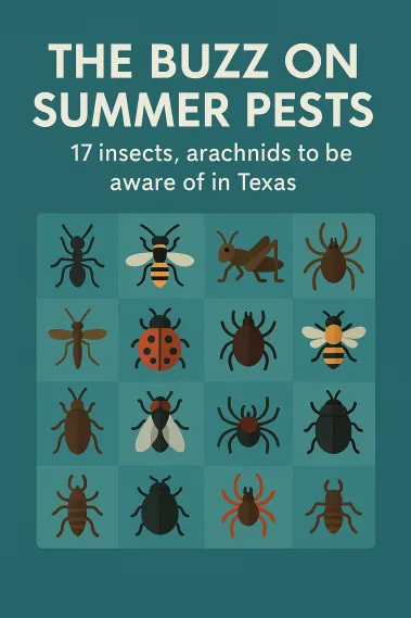 The buzz on summer pests: 17 insects, arachnids to be aware of in Texas