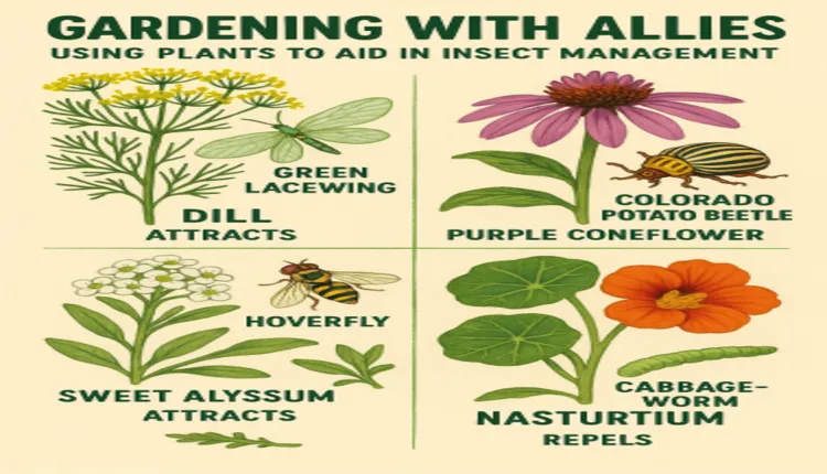 Gardening with allies: using plants to aid in insect management