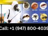 Pest Control in Albany, VT | Call +1 (947) 800-4039