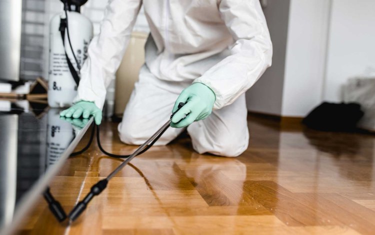 Pest Control in Albany, VT | Call +1 (947) 800-4039