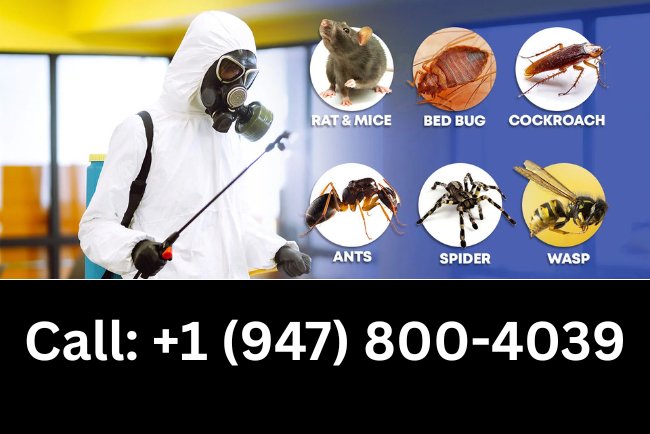 Pest Control in Derby, VT | Call +1 (947) 800-4039